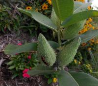 COMMUNITY GARDEN